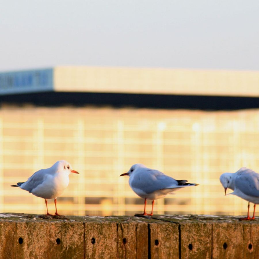 Publieksservice rooster