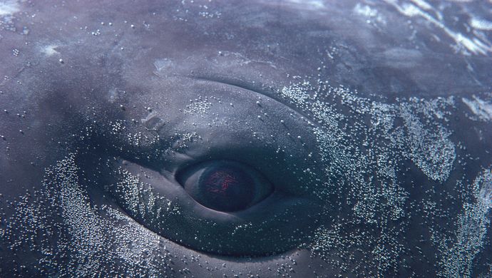 Beeld: Design Pics Inc