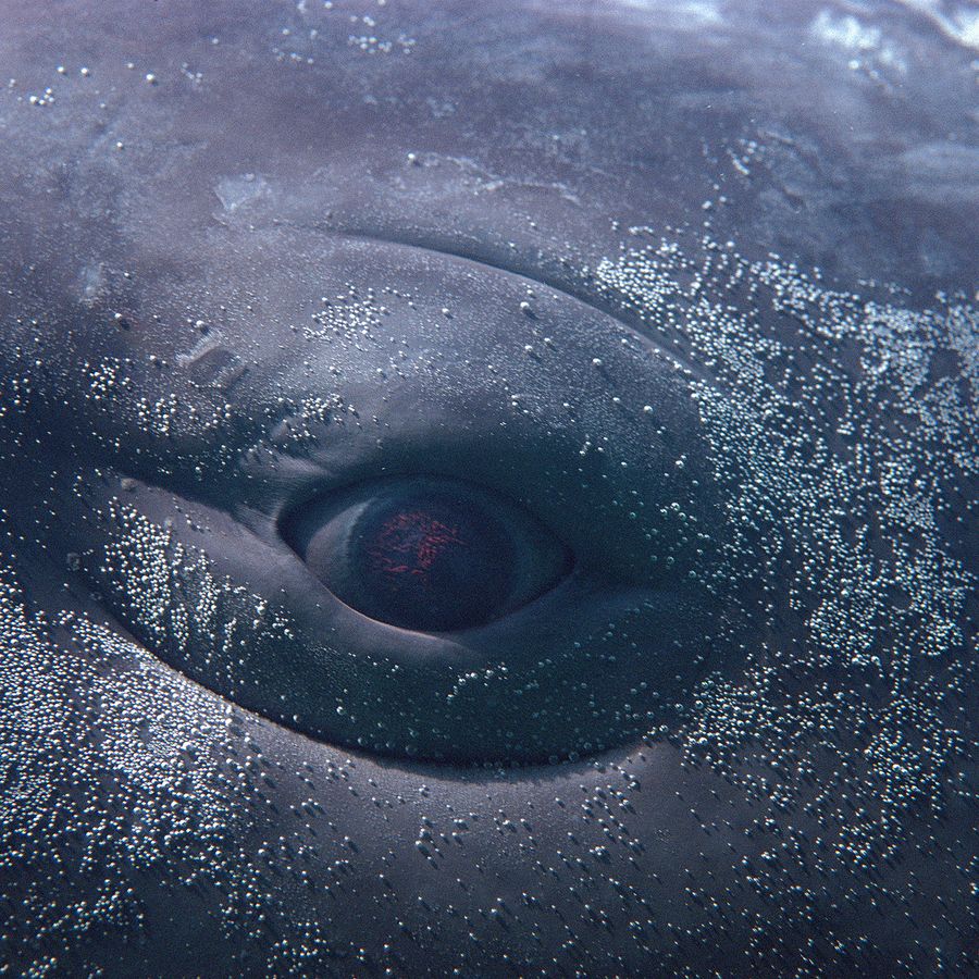 Beeld: Design Pics Inc