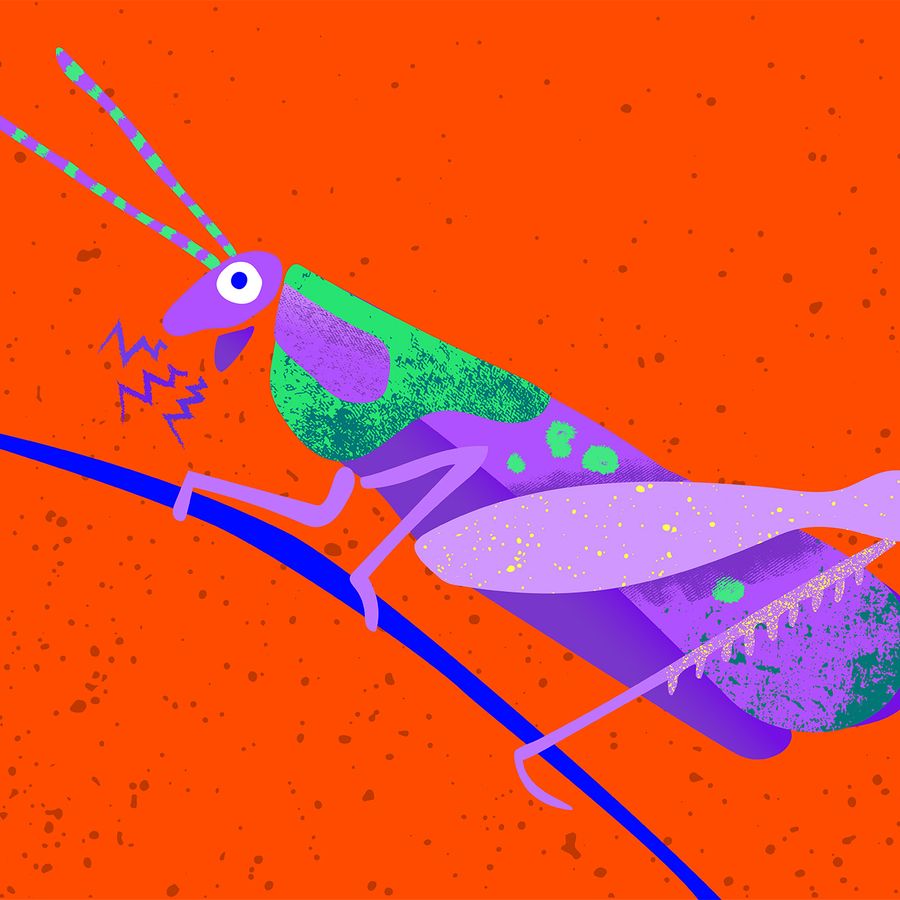 De Blaffende Krekel - Asko|Schönberg